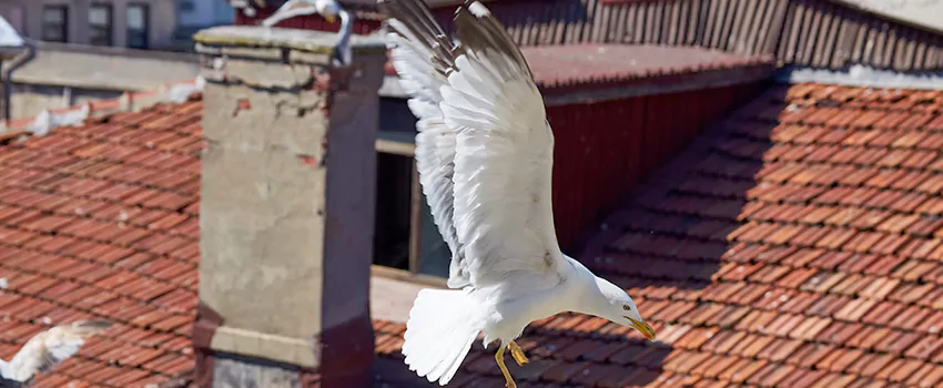 Residential Chimney Animal Removal Solution in Littleton, CO