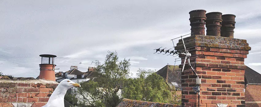 Chimney Cleaning And Restoration in Littleton, Colorado